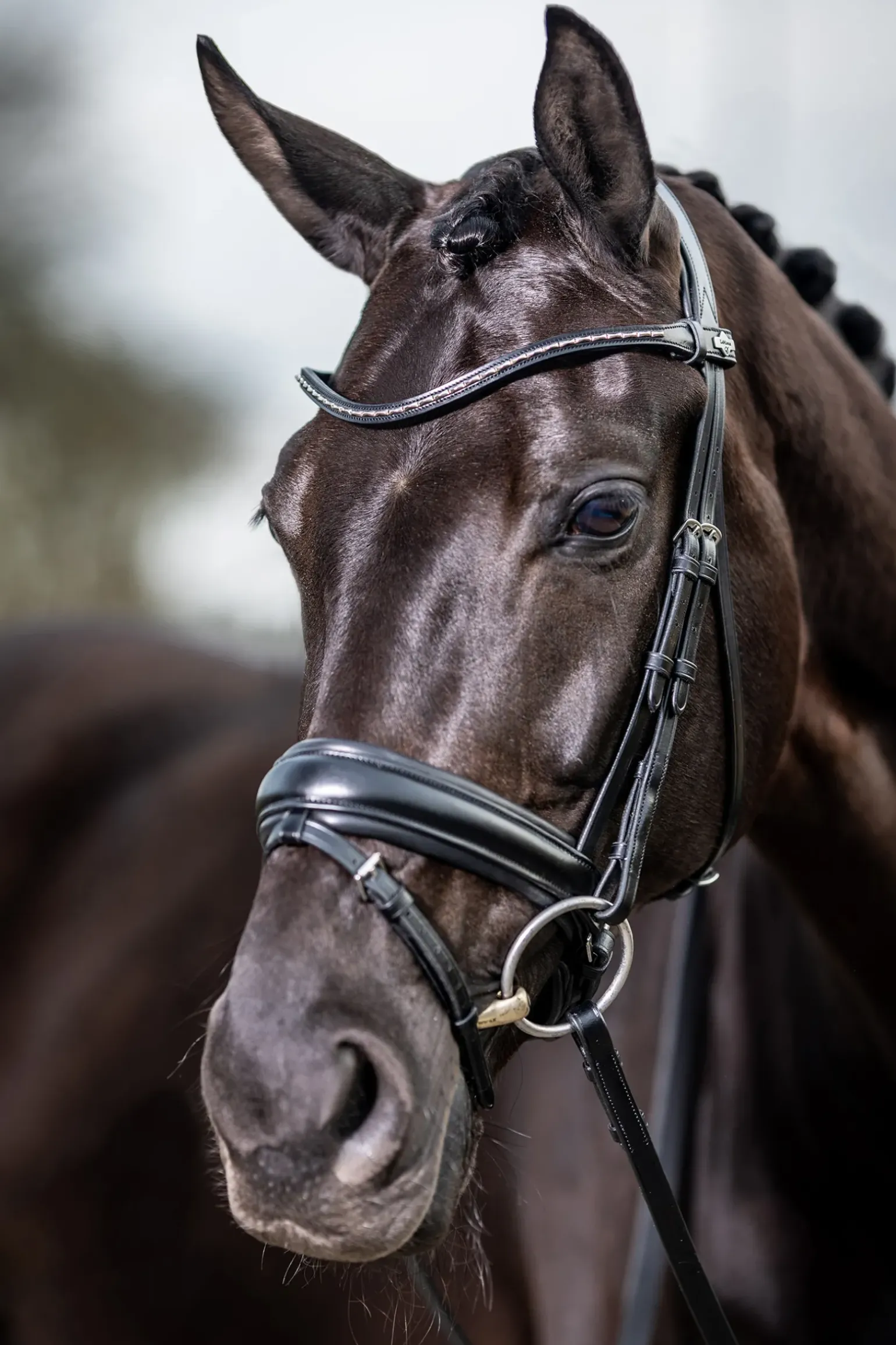 Bride Dressage Classique Lemieux