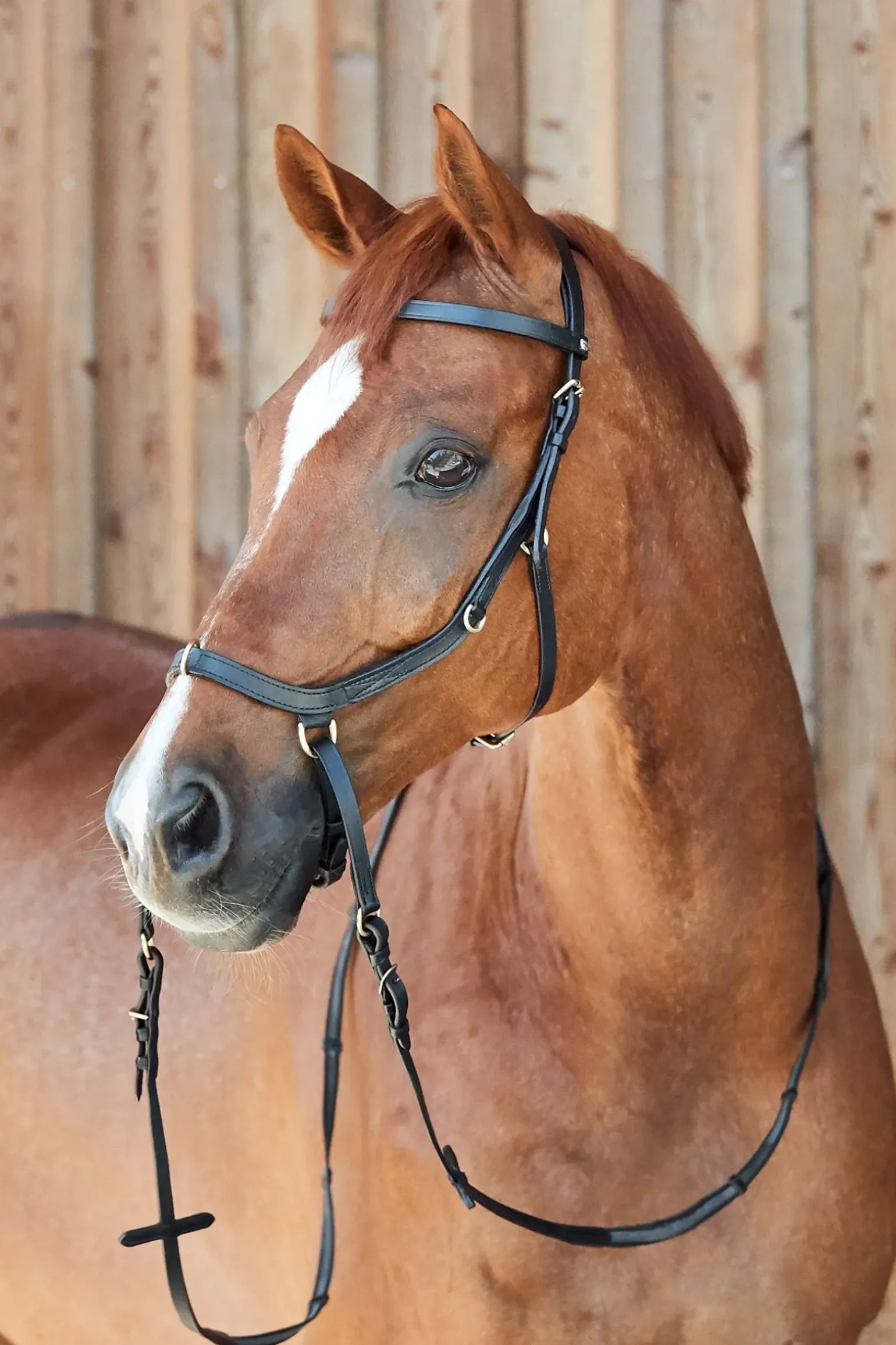 Bridon Combine Horze Orlando Sans Mors