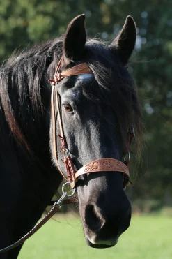 Bridon F.R.A. Diego Sans Mors