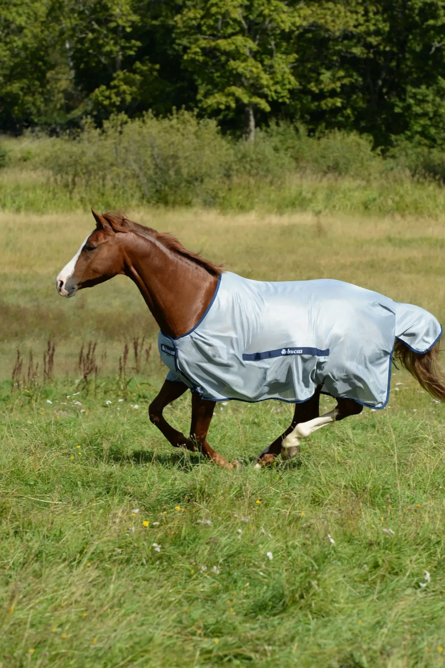 Coupe Classique Buzz-Off