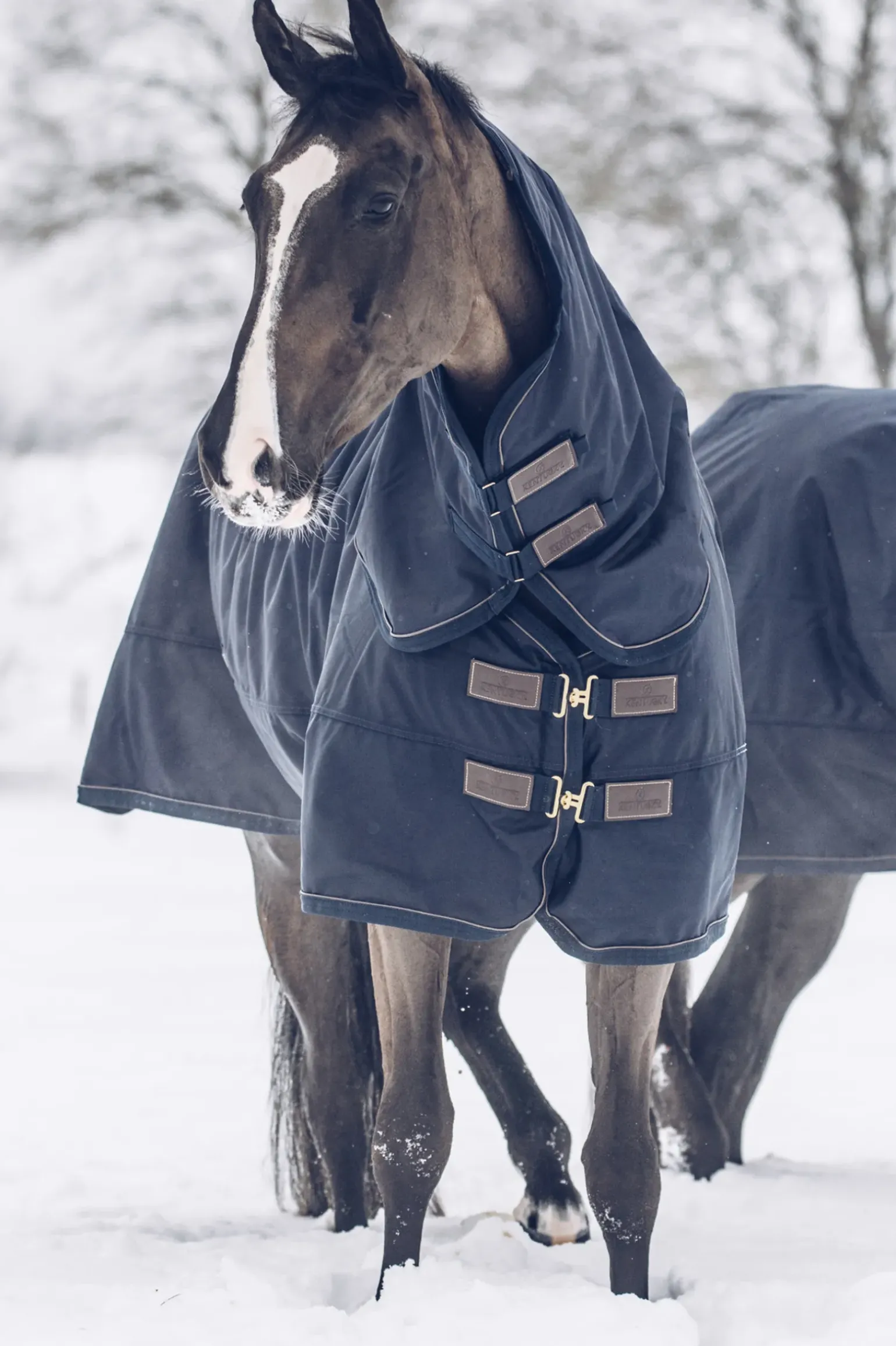 Couverture D'Exterieur Tout Temps Impermeable Kentucky Horsewear Classic, 300 G