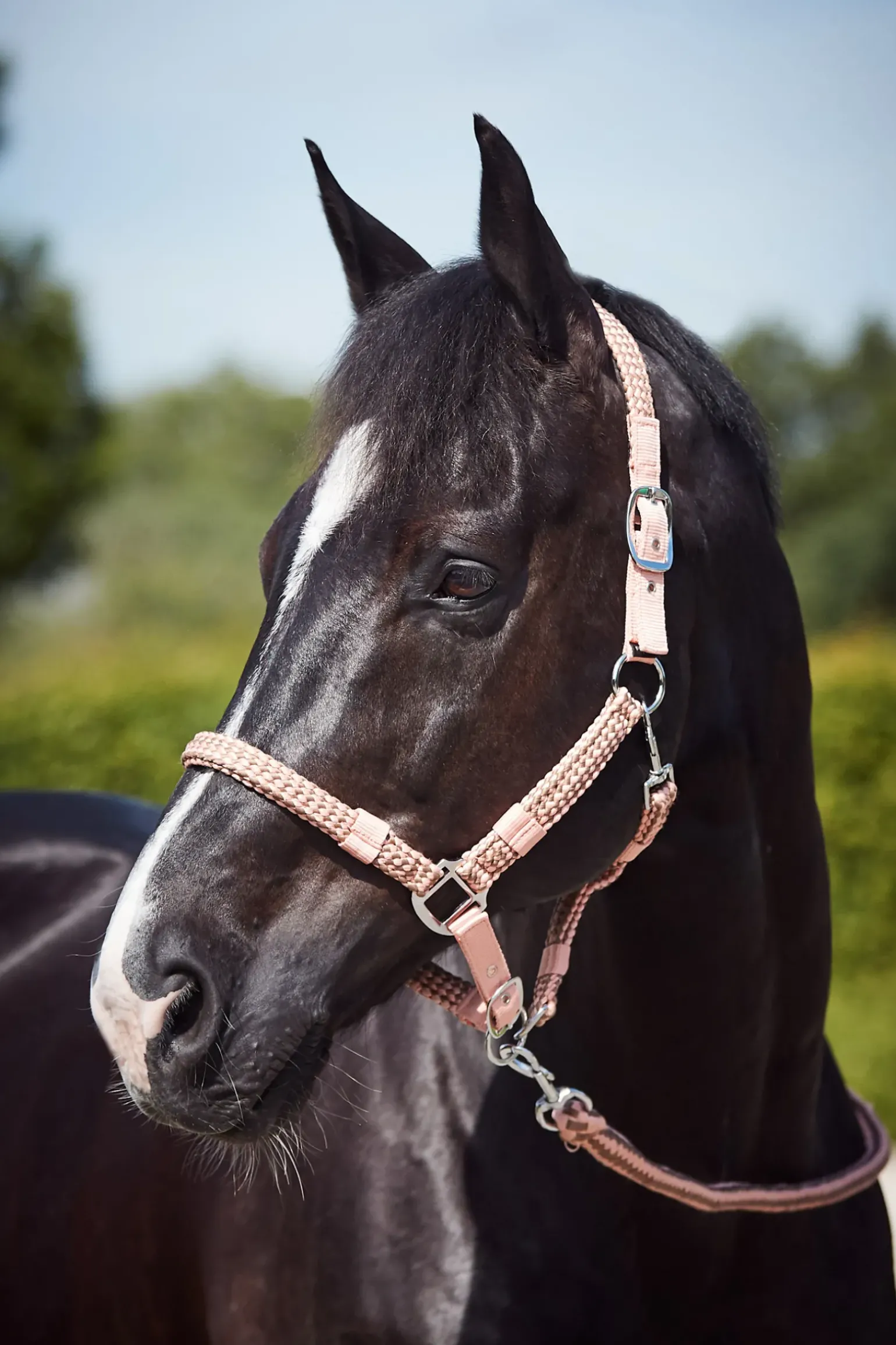 Ensemble Tresse Licol Et Longe Horze Coventry