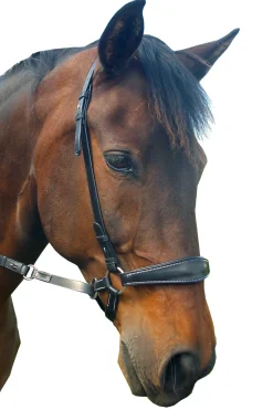 Fra Lami Bitless Bridle (System 4) W/ Reins & Studhook Connect
