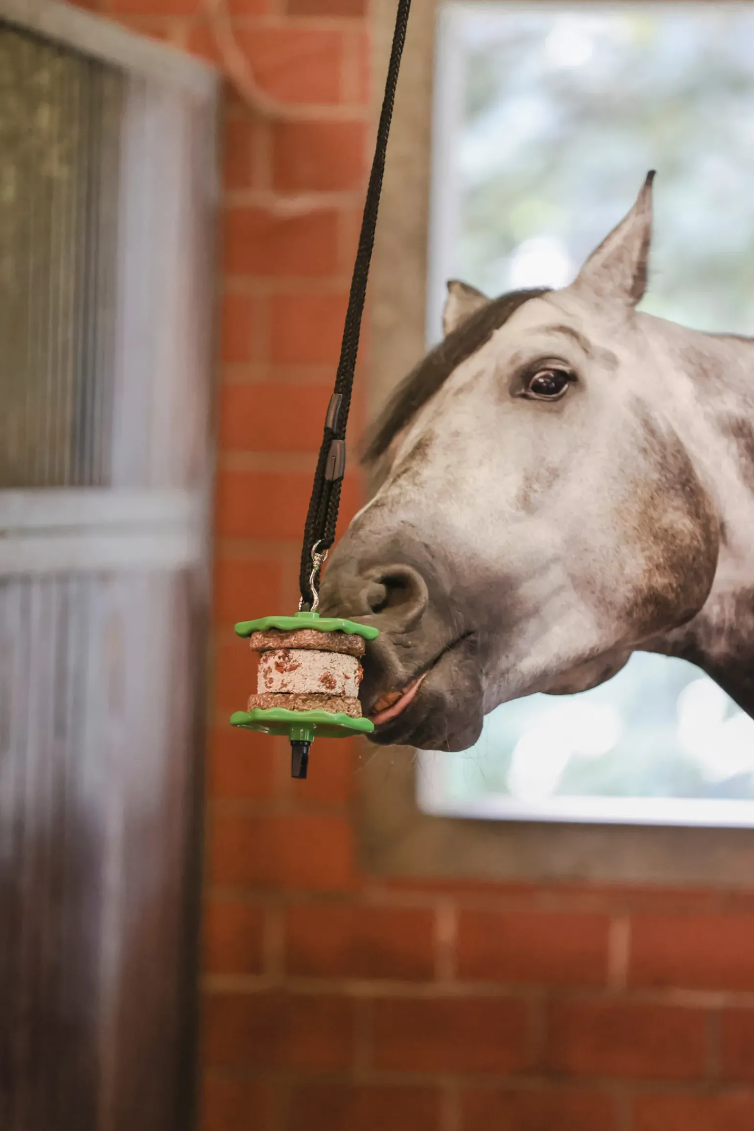 Friandise Pour Cheval Delizia Sandwich, 195G