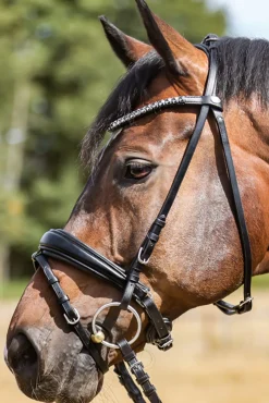 Kavalkade Ayana Kavalsh4 Bridle