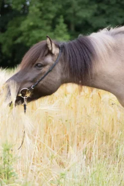 Kavalkade Cheek Strap For Kjartan Icelandic Bridle