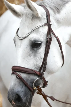 Kavalkade Everness Bridle