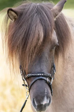 Kavalkade Glansandi English Noseband For Kjartan Icelandic Bridle