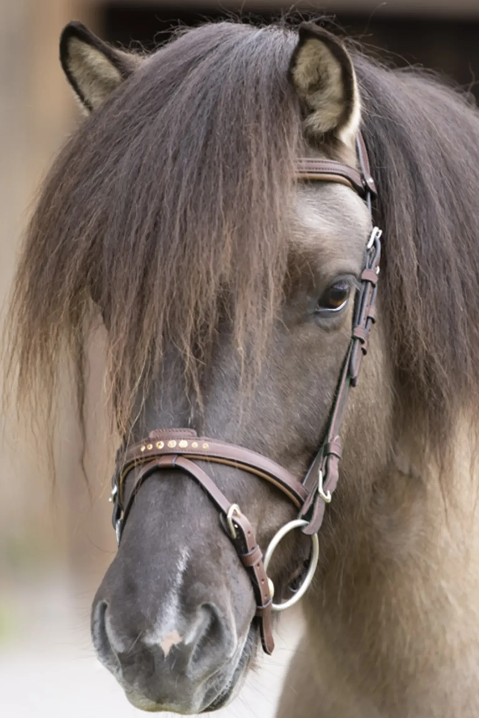 Kavalkade Gull English Noseband For Aradis Icelandic Bridle