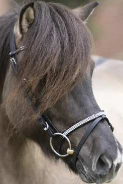 Kavalkade Hvitur English Noseband For Aradis Icelandic Bridle