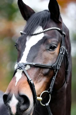 Kavalkade Lucia Mexican Bridle