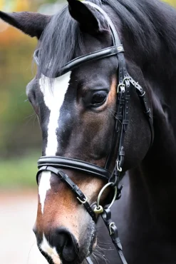 Kavalkade Proline William Bridle
