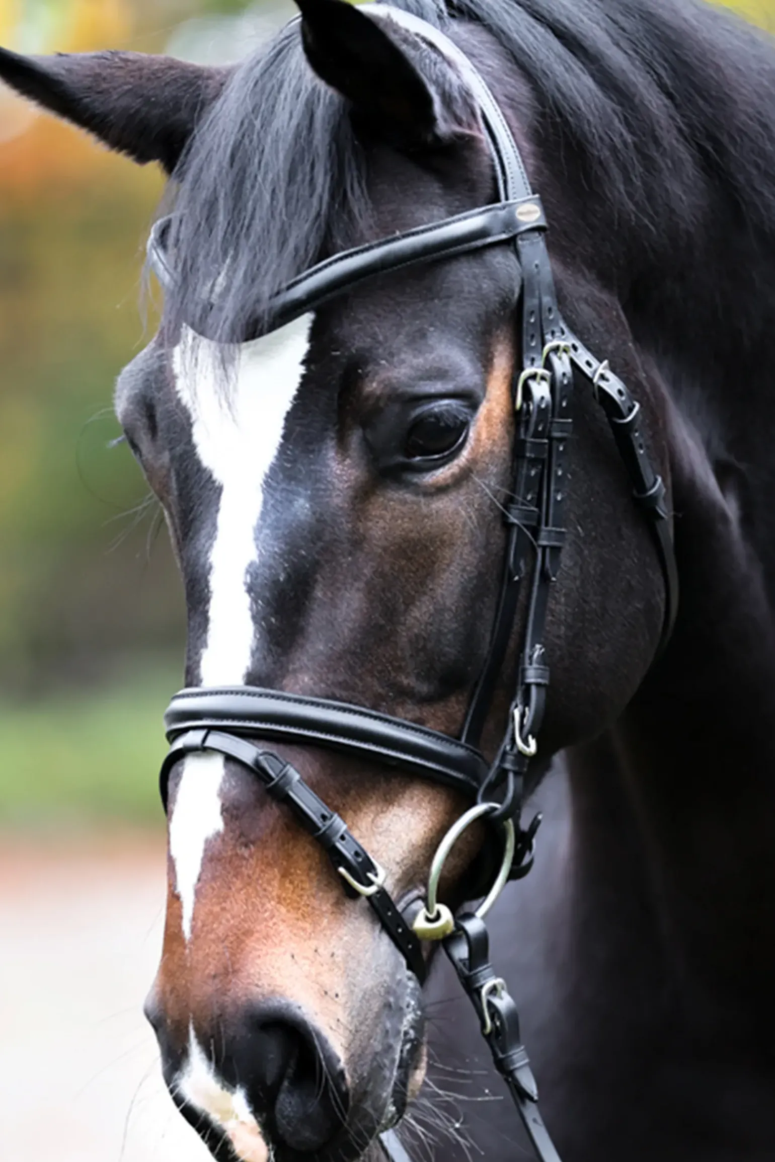 Kavalkade Proline William Bridle