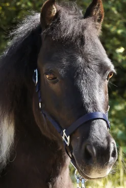 Kavalkade Shorty Shetland Halter