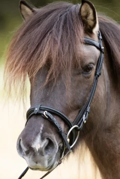 Kavalkade Svartur English Noseband For Kjartan Icelandic Bridle