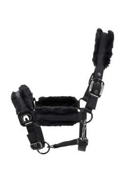 Licol Hafida Cavallo