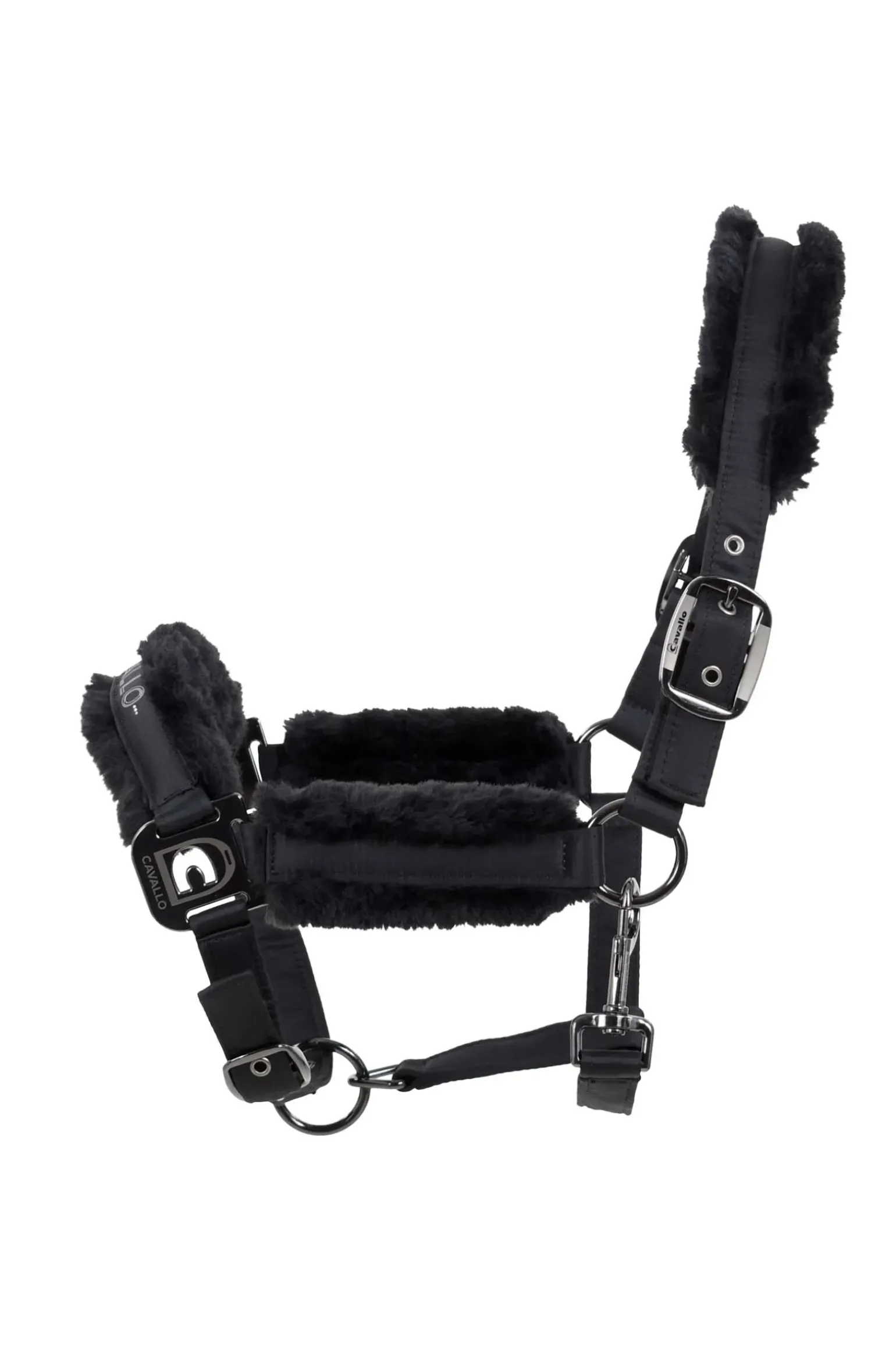 Licol Hafida Cavallo