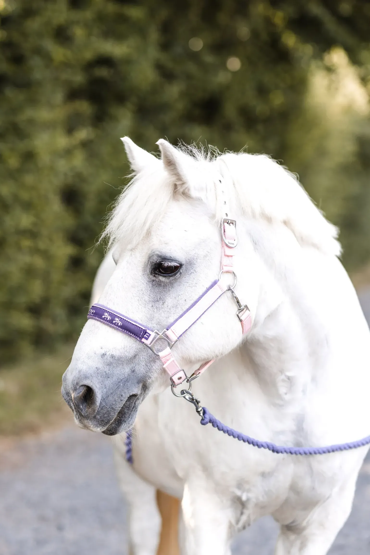 Licol Poney Horze Carrousel Magique